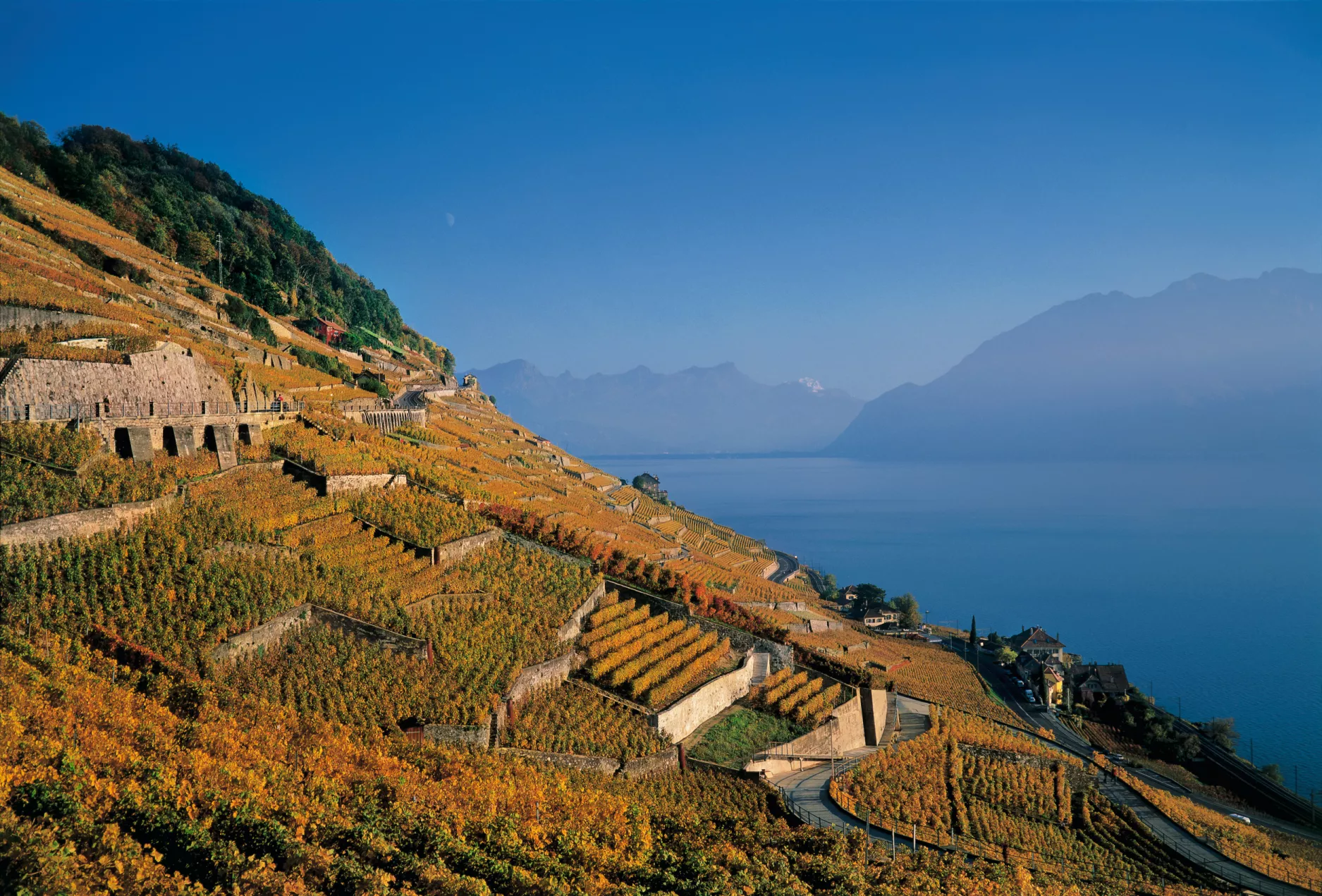 st-treytorrens-vineyard-10565